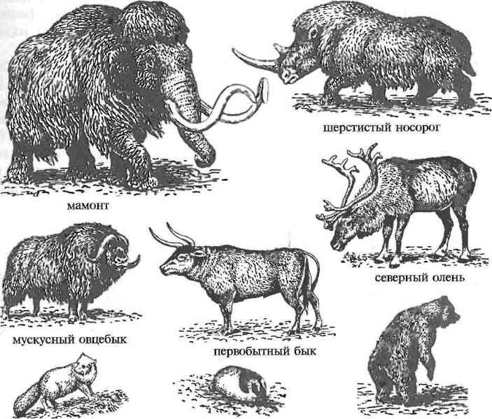 Верхнеплейстоценовые животные
