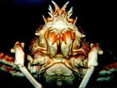 Краб смотрит на тебя