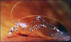 Стеклянные креветки