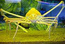 Гинантский краб