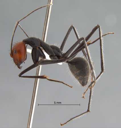 Camponotus singularis