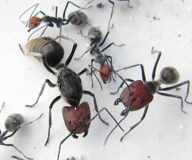 Camponotus singularis