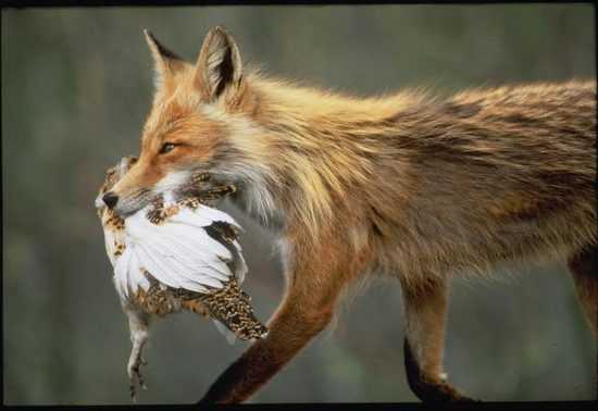 Что ограничивает хищика от бойни?