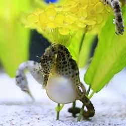 Морской конёк