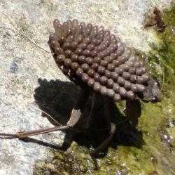 Водяные жуки