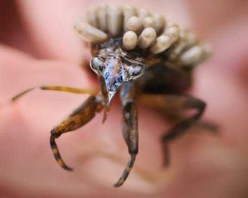 Гигантский водяной клоп с детьми на спине