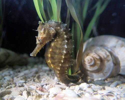 Морской конёк