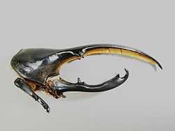 Переднеспинка и голова самца жука-геркулеса. Боковая проекция