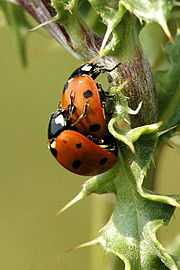 Спаривание