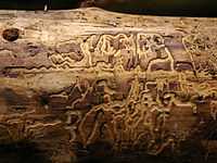 Ходы в древесине одного из видов короедов