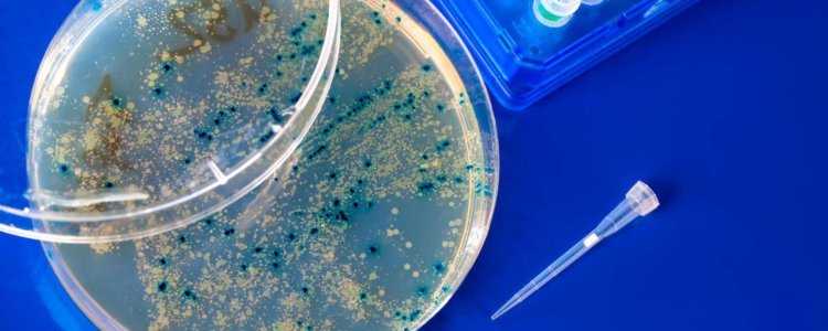 Бактериофаг