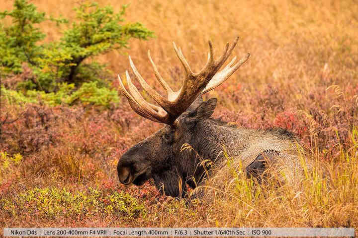 Огромный лежащий лось-самец. Национальный парк Чугач, Аляска, 2015 (съемка с рук)