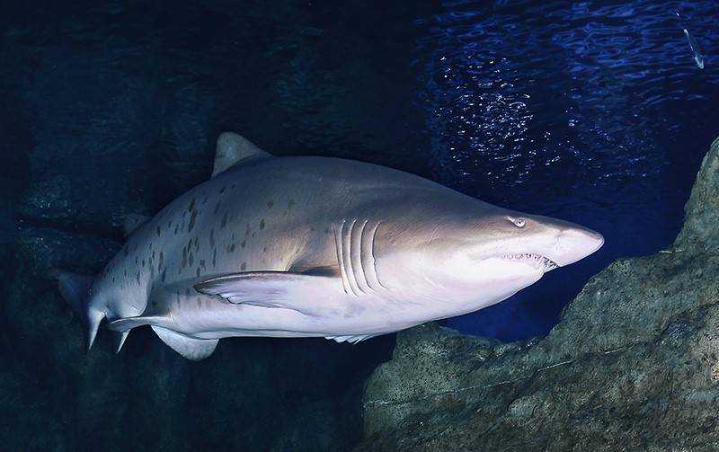 Песчаная акула Песчаная акула