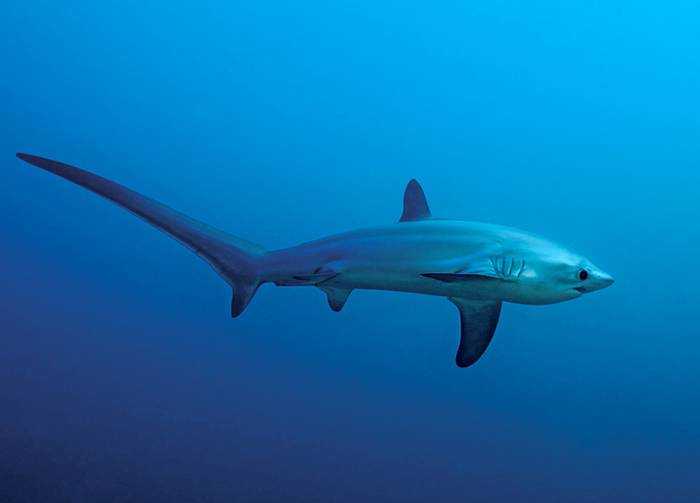 Лисья акула (морская лисица) Лисья акула (морская лисица)