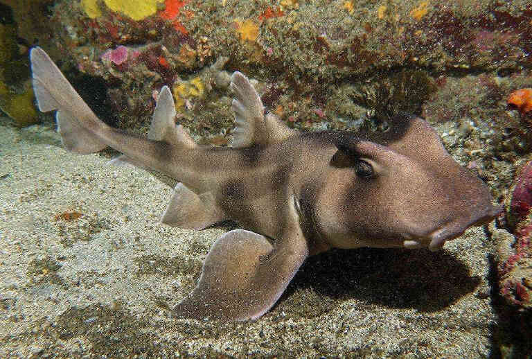 Шлемовидная бычья акула Шлемовидная бычья акула