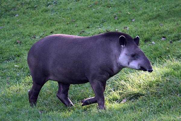 Тапир-животные Южной Америки
