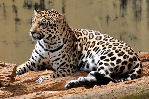 Животные Южной Америки-ягуар