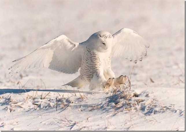 snowy owl1