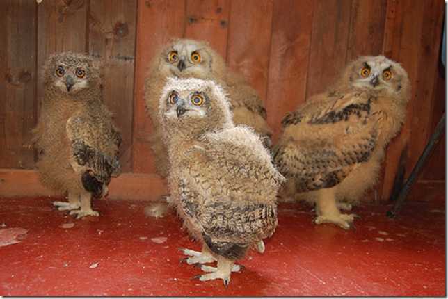 owl-babies-small