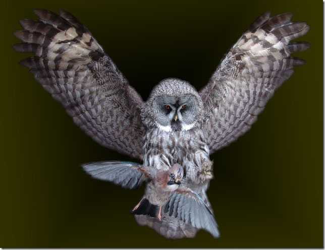 chouette en atterisage