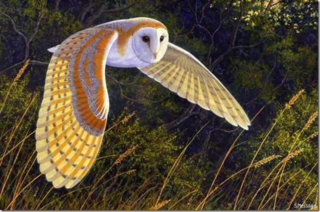 barnowl
