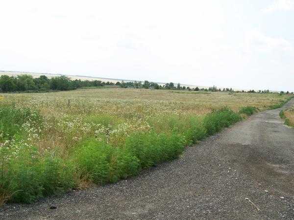 Амброзия. Этапы вторжения.