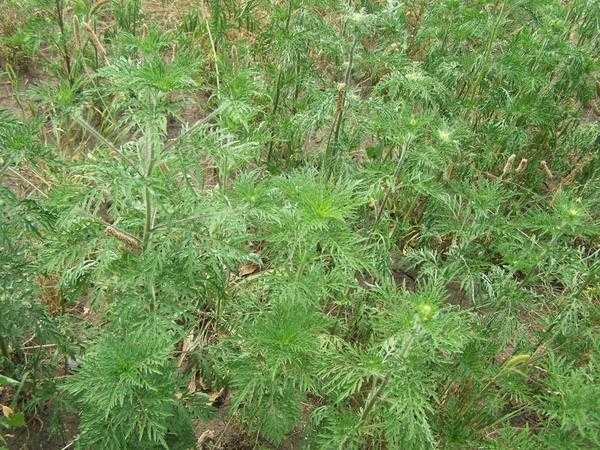 Амброзия вытесняет луговые травы
