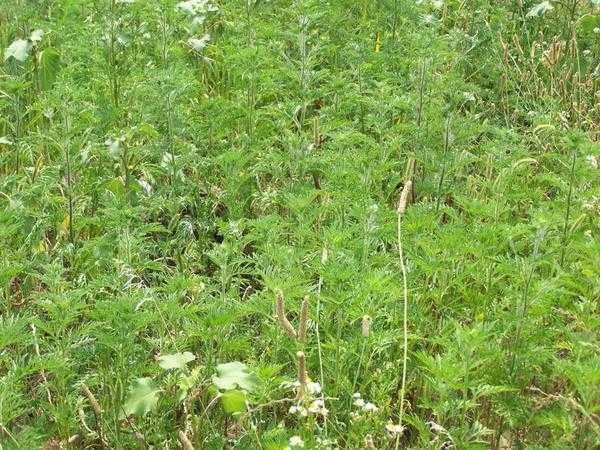 Пустырь зарастает амброзией