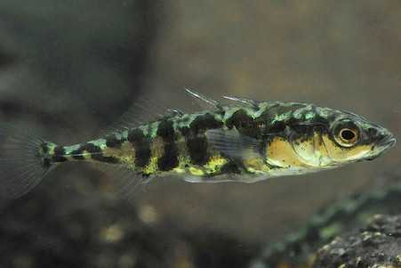 В исследованиях на рыбке колюшке ученые проследили, как колюшка, живущая в морской воде, за 30 лет приобрела генетические изменения