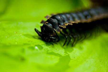 Ученые объяснили «дилемму Дарвина» — невероятно быстрый ход эволюции в кембрийском периоде (541–485 млн лет назад)