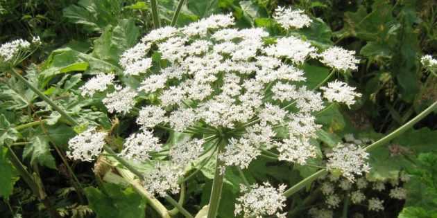 Соцветия Борщевика