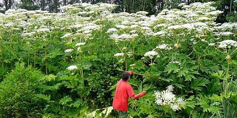 Заросли Борщевика