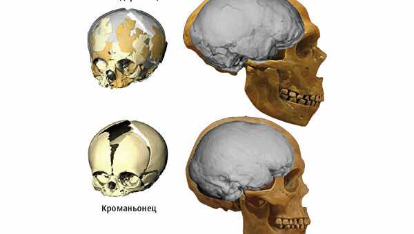 Сравнение черепа неандертальца с черепом кроманьонца