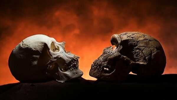 Слева – череп человека, справа – неандертальца