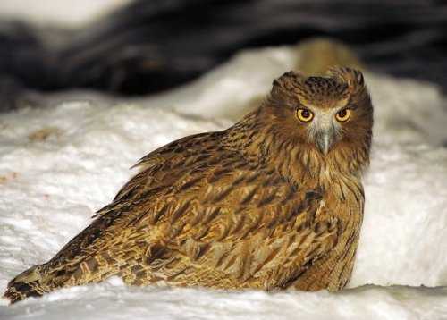 Топ-25: Крупнейшие  хищные птицы, которые на самом деле потрясающи, хотя и внушают страх