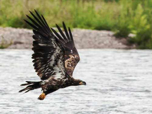 Топ-25: Крупнейшие  хищные птицы, которые на самом деле потрясающи, хотя и внушают страх