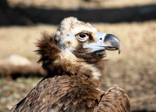 Топ-25: Крупнейшие  хищные птицы, которые на самом деле потрясающи, хотя и внушают страх