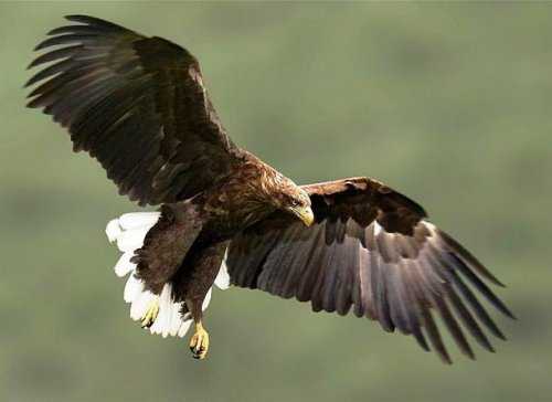 Топ-25: Крупнейшие  хищные птицы, которые на самом деле потрясающи, хотя и внушают страх