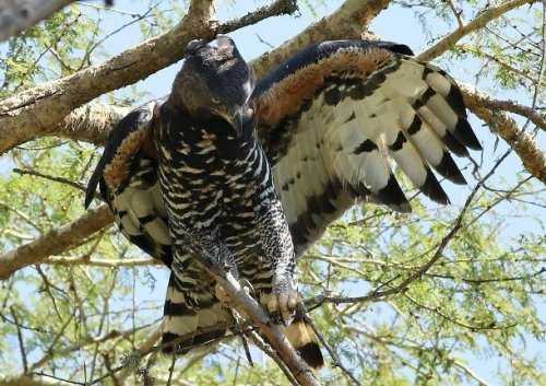 Топ-25: Крупнейшие  хищные птицы, которые на самом деле потрясающи, хотя и внушают страх