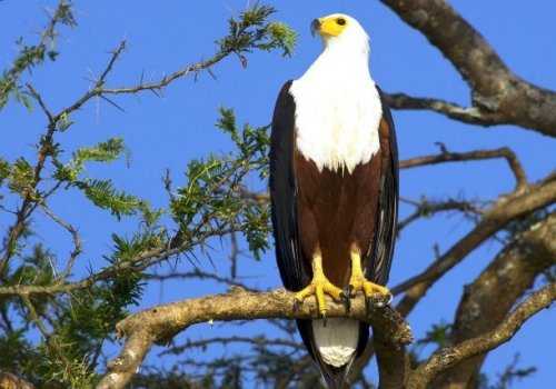 Топ-25: Крупнейшие  хищные птицы, которые на самом деле потрясающи, хотя и внушают страх