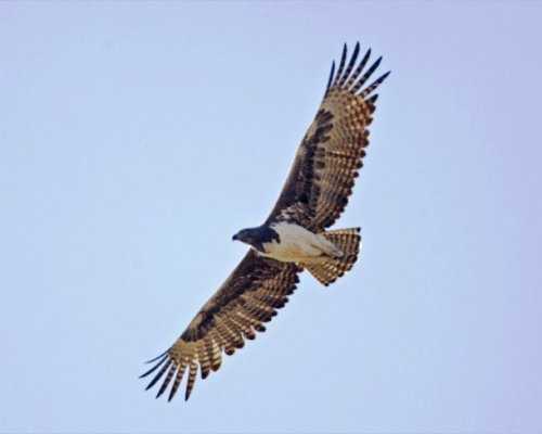 Топ-25: Крупнейшие  хищные птицы, которые на самом деле потрясающи, хотя и внушают страх