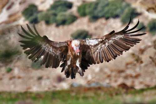 Топ-25: Крупнейшие  хищные птицы, которые на самом деле потрясающи, хотя и внушают страх