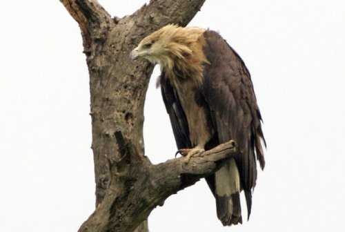Топ-25: Крупнейшие  хищные птицы, которые на самом деле потрясающи, хотя и внушают страх