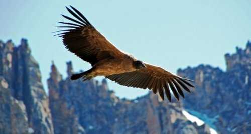 Топ-25: Крупнейшие  хищные птицы, которые на самом деле потрясающи, хотя и внушают страх