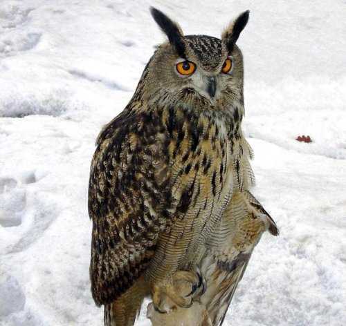 Топ-25: Крупнейшие  хищные птицы, которые на самом деле потрясающи, хотя и внушают страх