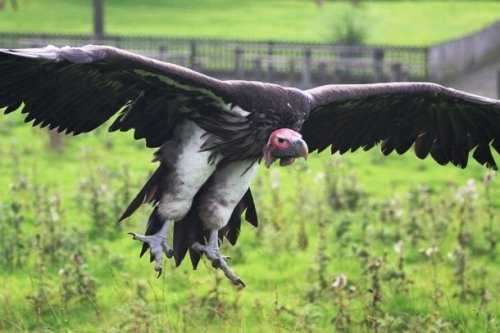 Топ-25: Крупнейшие  хищные птицы, которые на самом деле потрясающи, хотя и внушают страх
