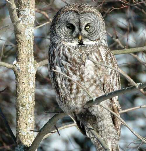 Топ-25: Крупнейшие  хищные птицы, которые на самом деле потрясающи, хотя и внушают страх