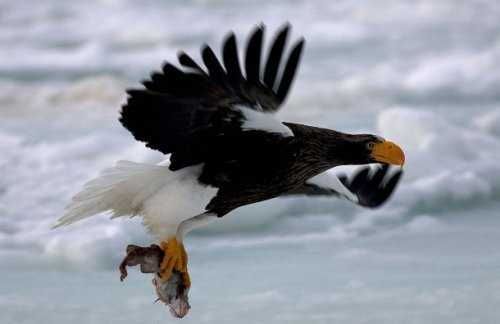 Топ-25: Крупнейшие  хищные птицы, которые на самом деле потрясающи, хотя и внушают страх