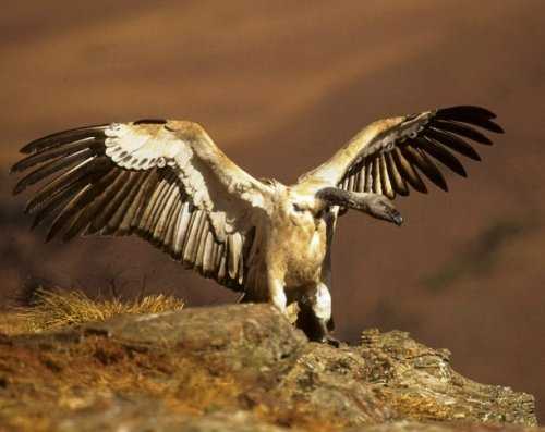 Топ-25: Крупнейшие  хищные птицы, которые на самом деле потрясающи, хотя и внушают страх