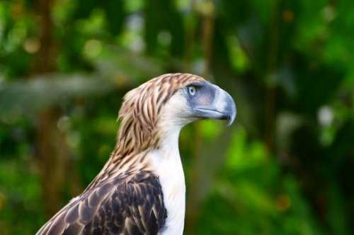 Топ-25: Крупнейшие  хищные птицы, которые на самом деле потрясающи, хотя и внушают страх